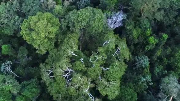 Desmatamento na Amazônia cai quase 20% no início de 2026