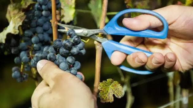 Colheita dos vinhos de inverno começa com expectativa de safra 15% maior em 2026