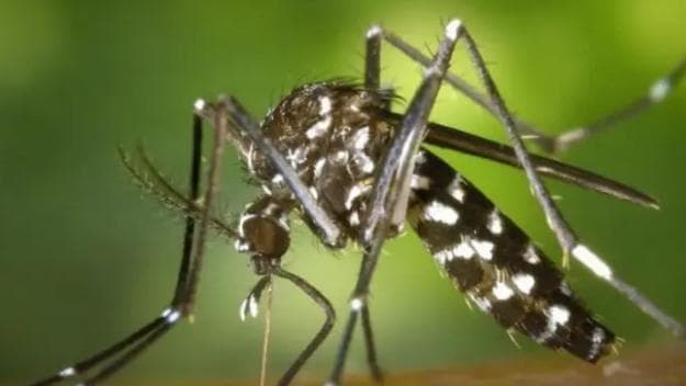 Alerta sanitário: El Niño pode acelerar avanço de dengue, chikungunya e zika no Brasil
